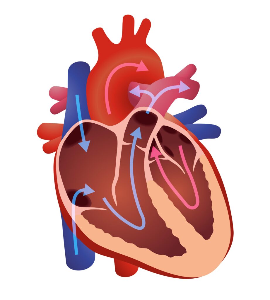 Medical illustration of the human heart showing blood flow through its chambers and valves, used in cardiology education by Dr. Jai Bhagwan Dhull, expert in heart valve disorders and cardiothoracic surgery.