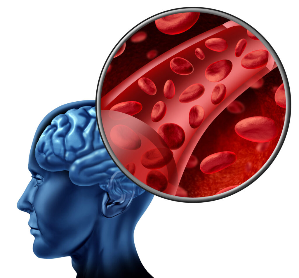 Illustration of a human brain with a magnified view of a blood vessel showing red blood cells, representing cerebral blood flow and brain circulation.