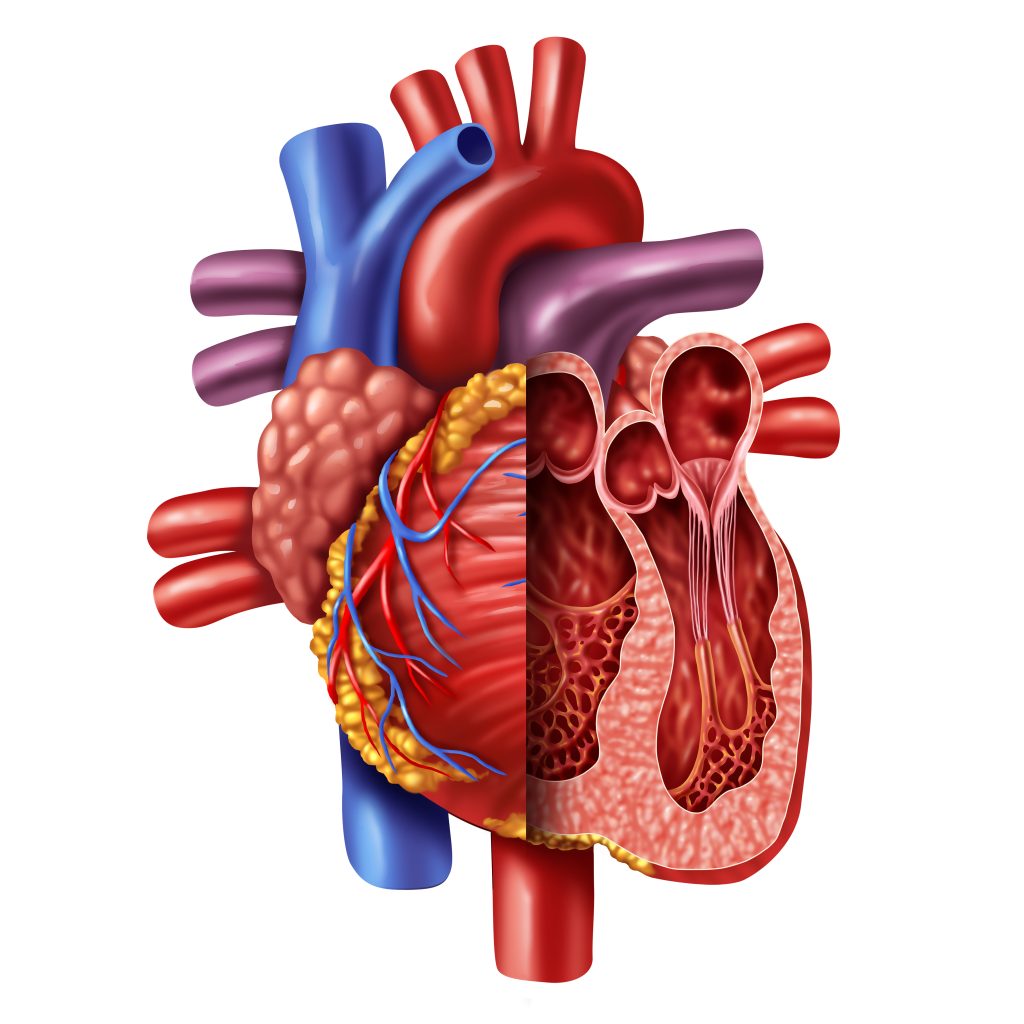 Detailed medical illustration of the human heart showing external anatomy and internal chambers for educational cardiology reference | Dr. Jai Bhagwan Dhull